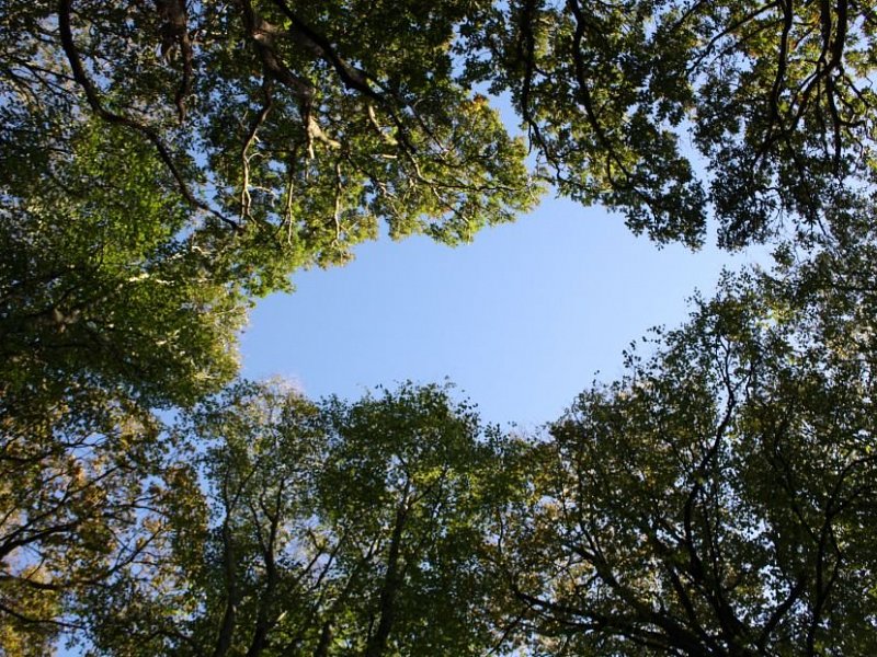30 Years After the Great Storm - a ripple of disturbance